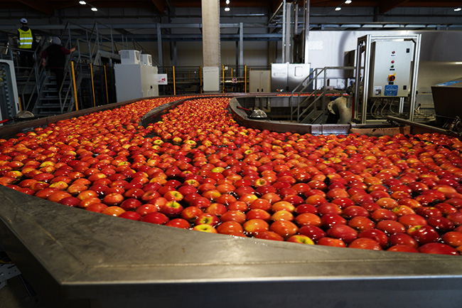 Apfelreinigung bei der Obstgenossenschaft Terlan/ Foto: Herr Grün