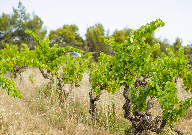 Domaine Pique-Basse Olivier Tropet