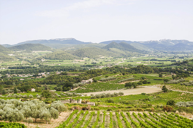 Domaine Pique-Basse Olivier Tropet